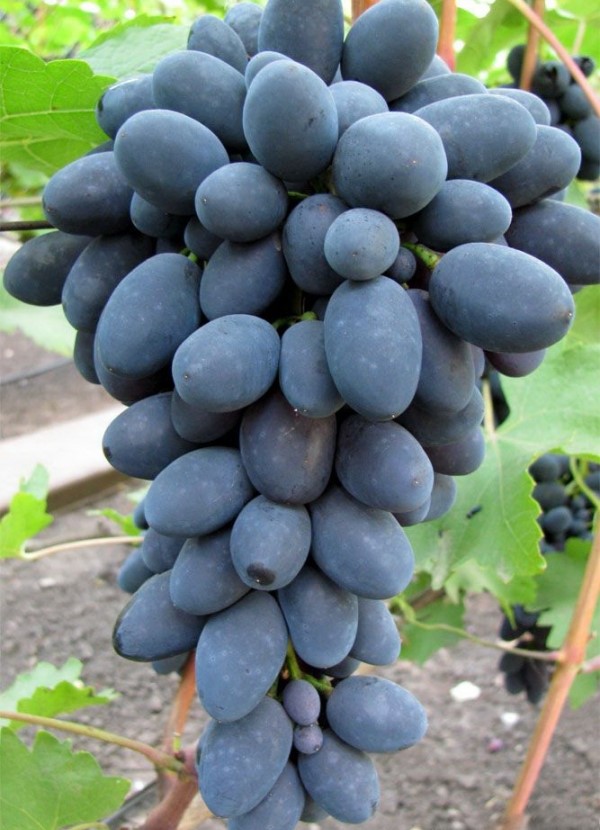 Виноград Кодрянка