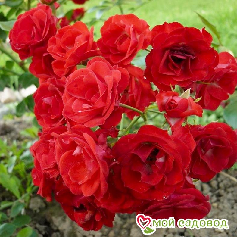 Роза Скарлет Мейяндекор