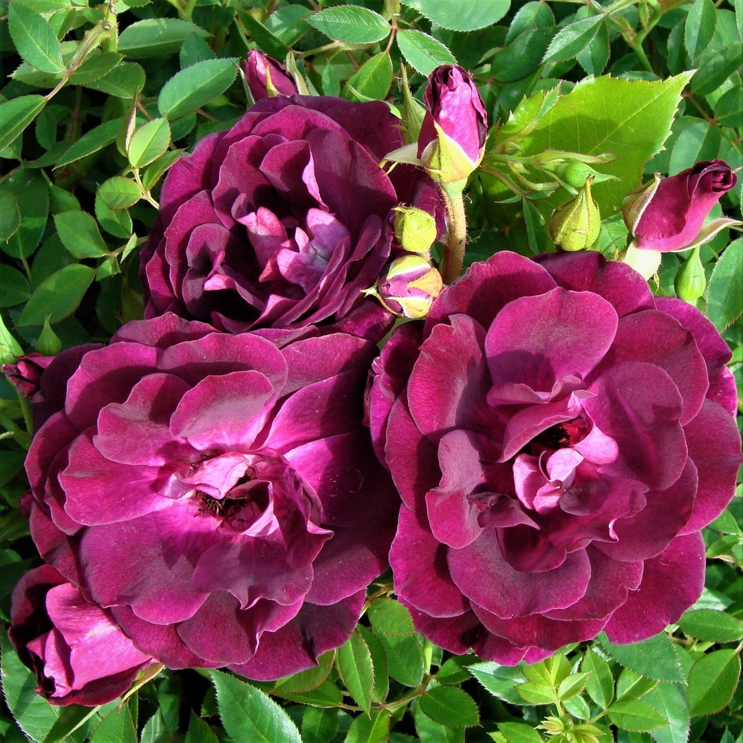 Роза Бургунди Айс