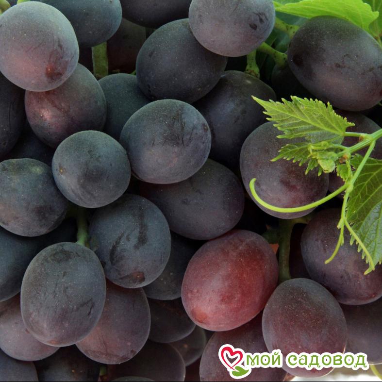 Виноград Астра