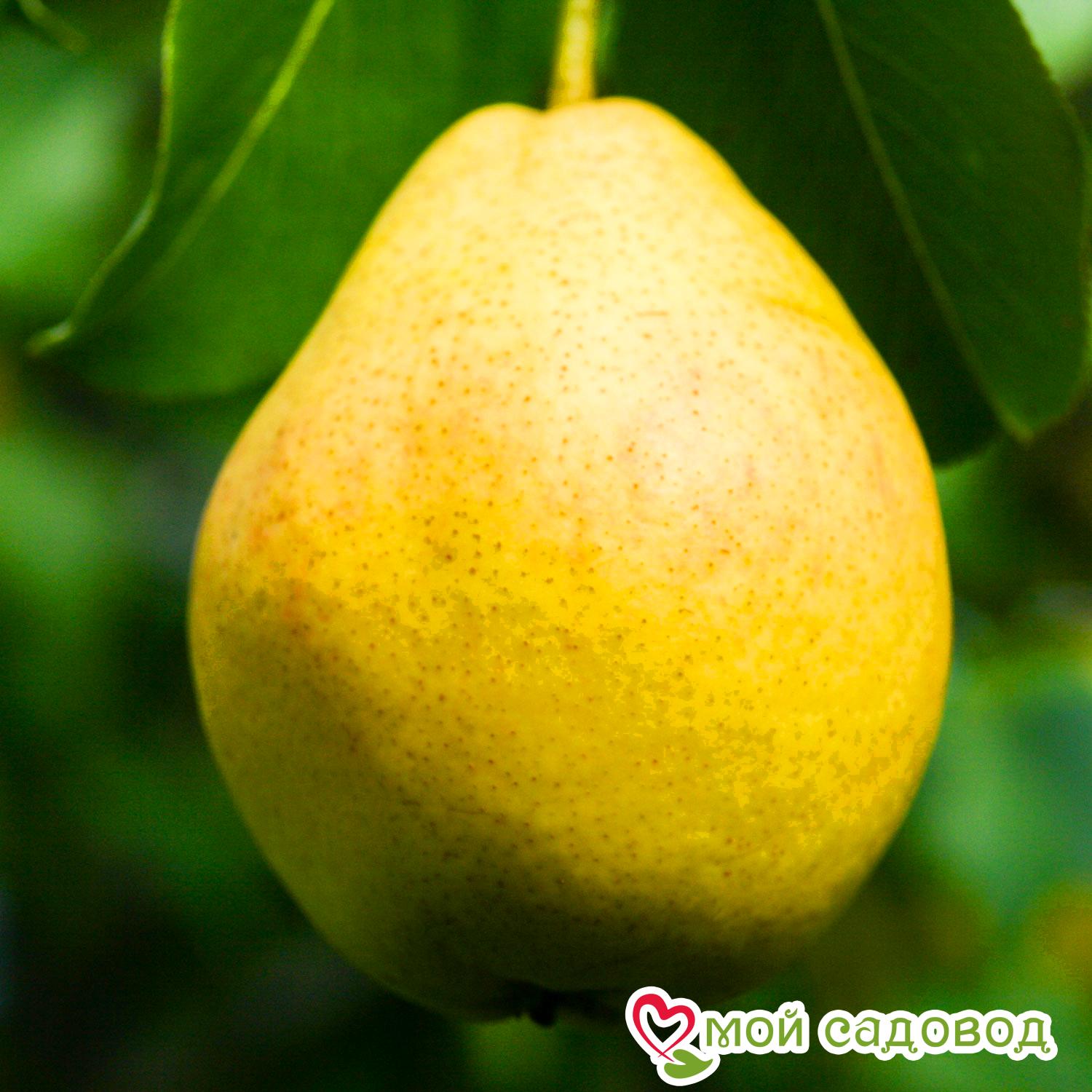 Груша Пингвин Летняя