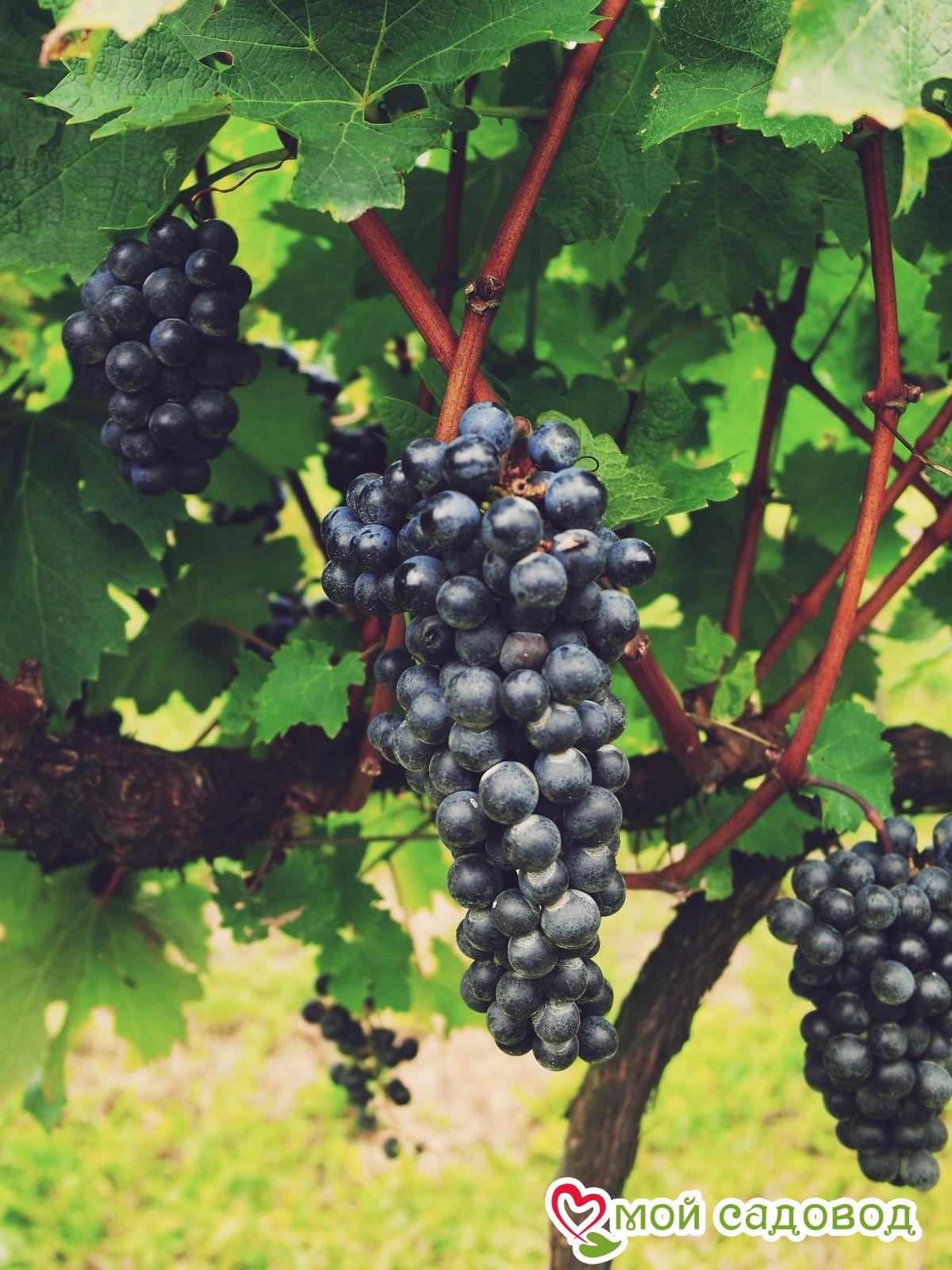 Виноград Чёрный Изумруд