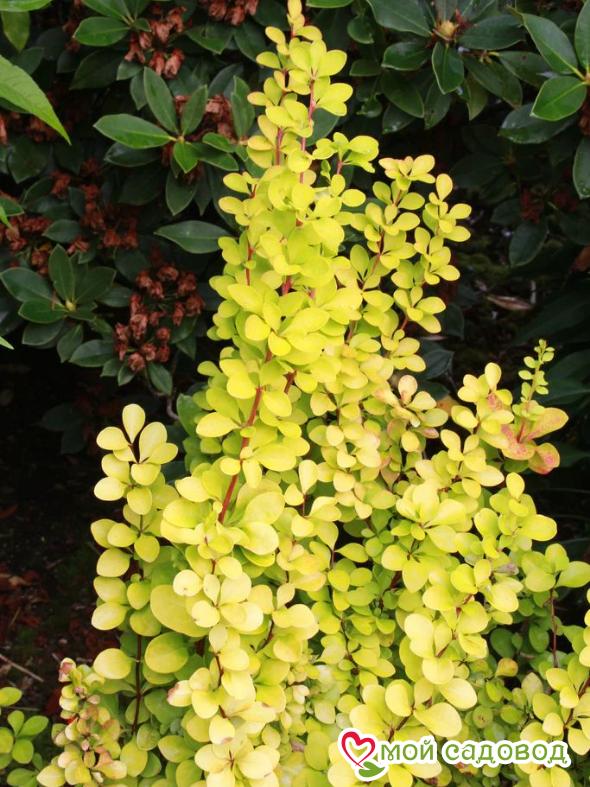 Барбарис Тунберга «Мария»