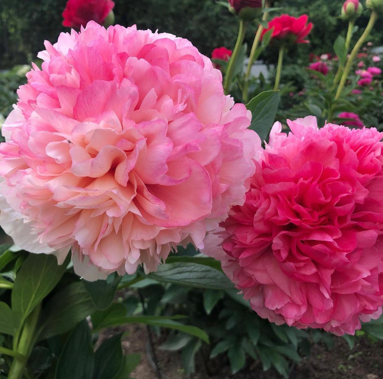 Пион Салмон Глори